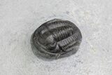 Small Proetid Trilobite - Morocco #83359-5